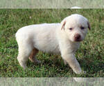 Small Photo #1 Labrador Retriever Puppy For Sale in ALL HEALING SPRINGS, NC, USA