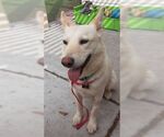 Small #2 German Shepherd Dog