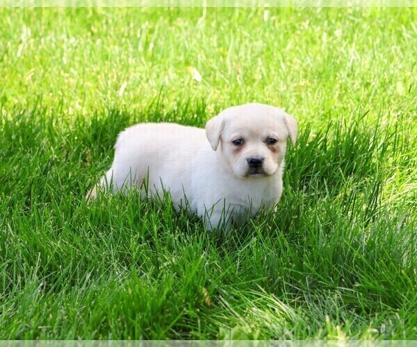 Medium Photo #15 Labrador Retriever Puppy For Sale in SYRACUSE, IN, USA