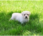 Small #14 Labrador Retriever