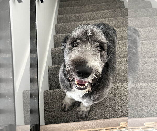 Medium Photo #2 Labrador Retriever-Old English Sheepdog Mix Puppy For Sale in MIDWAY, UT, USA