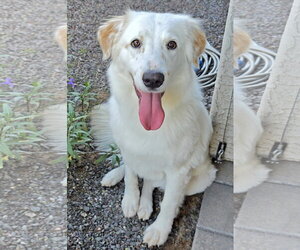 English Setter-Golden Retriever Mix Dogs for adoption in Glendale , AZ, USA