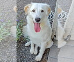 Lady - Female English Setter-Golden Retriever Mix Dog for Adoption - Small photo
