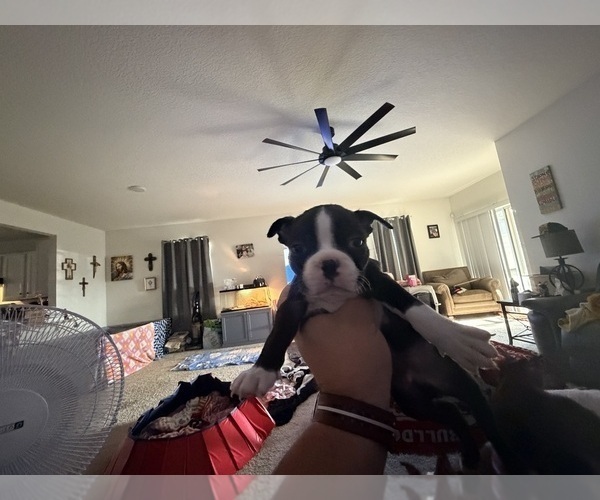 Medium Photo #2 Boston Terrier Puppy For Sale in WAHNETA, FL, USA