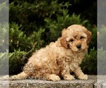 Small #2 Goldendoodle (Miniature)