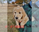 Small Photo #8 Goldendoodle Puppy For Sale in CLARKSVILLE, TX, USA