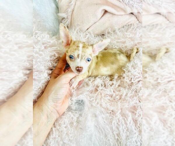 Medium Photo #20 Chihuahua Puppy For Sale in PEMBROKE PINES, FL, USA
