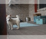 Small Photo #11 Pomsky Puppy For Sale in ADOLPHUS, KY, USA