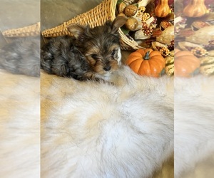 Yorkshire Terrier Puppy for sale in KELLER, TX, USA