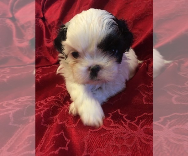 Medium Photo #8 Shih Tzu Puppy For Sale in BURLINGTON, KY, USA