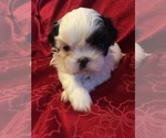 Small Photo #8 Shih Tzu Puppy For Sale in BURLINGTON, KY, USA