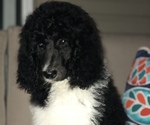 Small Photo #5 Poodle (Standard) Puppy For Sale in BELLA VISTA, AR, USA