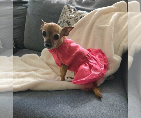 Medium Photo #2 Chihuahua Puppy For Sale in Belleuve, NE, USA