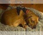 Small #2 Mutt
