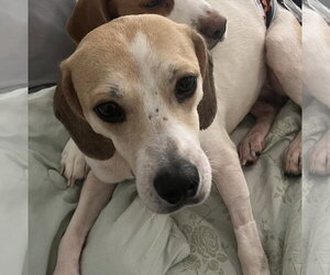 Chloe Grace - Female Beagle Dog for Adoption - Photo #3