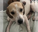 Small Photo #3 Beagle Puppy For Sale in Tampa, FL, USA