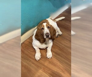 Basset Hound Dogs for adoption in Petaluma, CA, USA