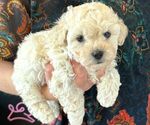 Small Photo #16 Maltipoo Puppy For Sale in LAS VEGAS, NV, USA
