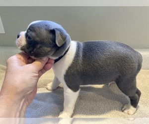 Boston Terrier Puppy for sale in PARKER, PA, USA