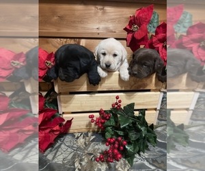 Labrador Retriever Puppy for Sale in DOWNING, Wisconsin USA