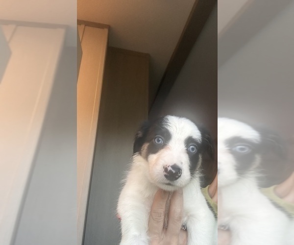 Medium Photo #10 Border Collie Puppy For Sale in BRISTOW, OK, USA