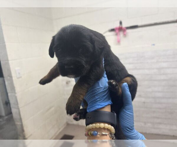 Medium Photo #1 German Shepherd Dog-Unknown Mix Puppy For Sale in San Bernardino, CA, USA