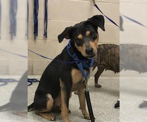 Labrador Retriever-Unknown Mix Dogs for adoption in Conroe, TX, USA