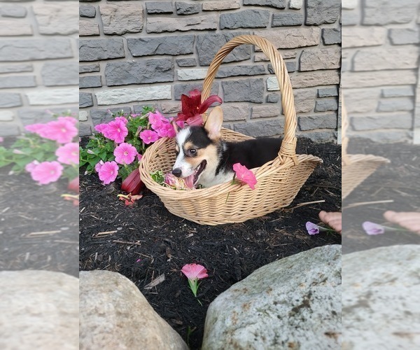 Medium Photo #2 Pembroke Welsh Corgi Puppy For Sale in PORT BYRON, NY, USA