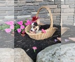 Small Photo #15 Pembroke Welsh Corgi Puppy For Sale in PORT BYRON, NY, USA