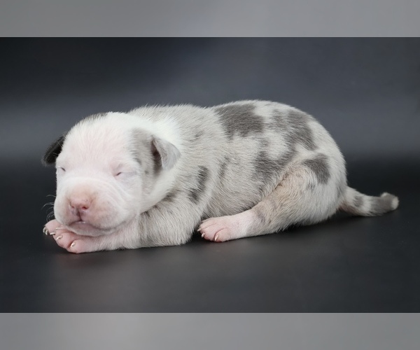 Medium Photo #1 American Bully Puppy For Sale in CHAMPAIGN, IL, USA