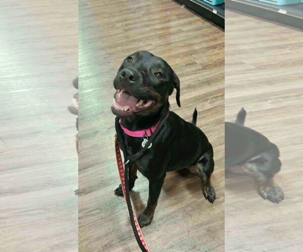 Medium Photo #7 Labrador Retriever-Unknown Mix Puppy For Sale in Munford, TN, USA