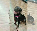Small #6 Labrador Retriever Mix