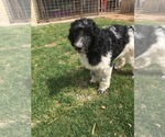 Small Photo #1 Miniature Labradoodle Puppy For Sale in SCOTTSDALE, AZ, USA