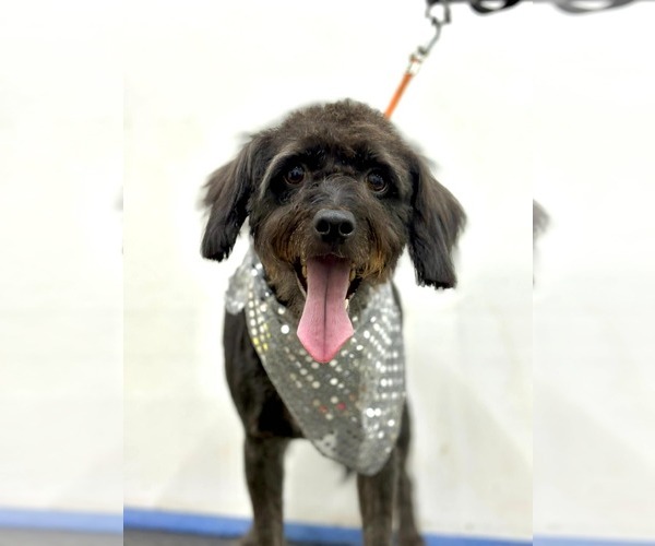 Medium Photo #3 Bossi-Poo Puppy For Sale in Escondido, CA, USA