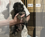Small Photo #232 German Shepherd Dog Puppy For Sale in LA FAYETTE, NY, USA
