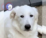 Small #7 Great Pyrenees