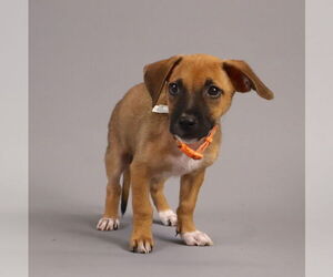 Jack Chi Dogs for adoption in Princeton, MN, USA
