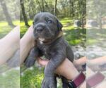 Small Photo #11 Cane Corso Puppy For Sale in DORCHESTER, SC, USA