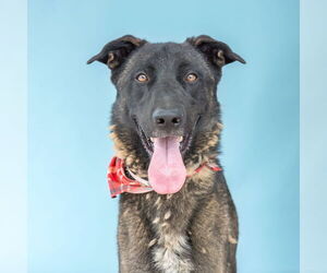 Dutch Shepherd -Unknown Mix Dogs for adoption in Pasadena, CA, USA
