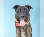 Small Dutch Shepherd  Mix