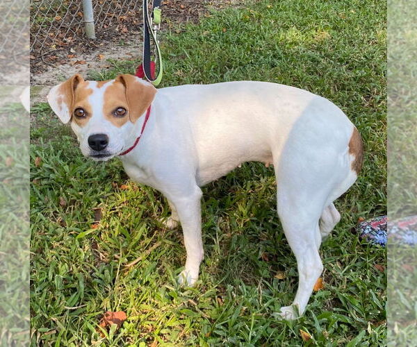 Medium Photo #3 Beagle-Unknown Mix Puppy For Sale in Canton, CT, USA