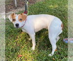 Small #2 Beagle Mix