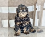 Small Cavapoo (Miniature)