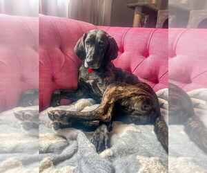 Plott Hound Dogs for adoption in Springdale, PA, USA