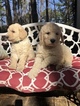 Small Photo #8 Labradoodle Puppy For Sale in KATY, TX, USA