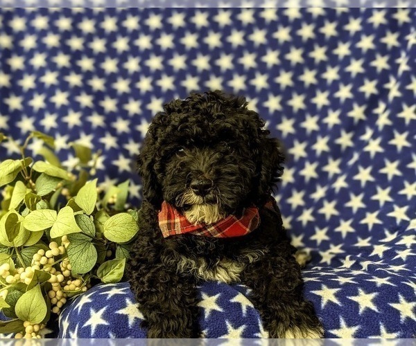 Medium Photo #5 Miniature Bernedoodle Puppy For Sale in GLEN ROCK, PA, USA