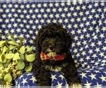 Small Photo #5 Miniature Bernedoodle Puppy For Sale in GLEN ROCK, PA, USA