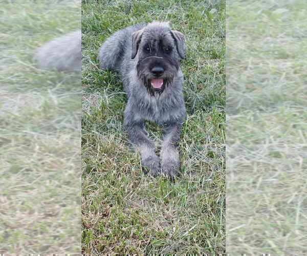 Medium Photo #12 Schnauzer (Giant) Puppy For Sale in Hatvan, Heves, Hungary