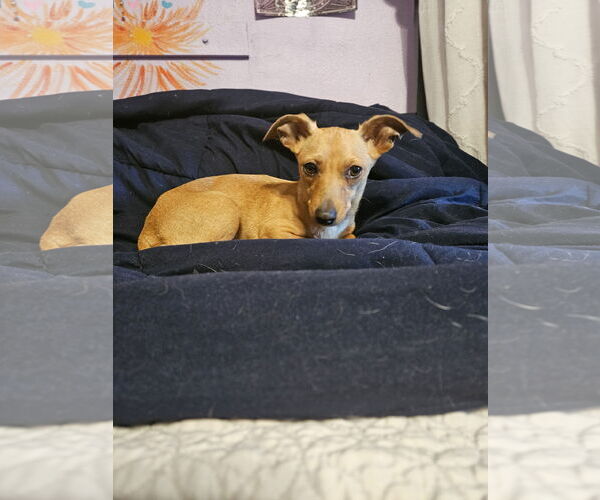 Medium Photo #2 Chiweenie Puppy For Sale in Chico, CA, USA