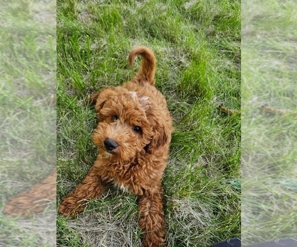 Medium Photo #2 Goldendoodle Puppy For Sale in INDIANAPOLIS, IN, USA